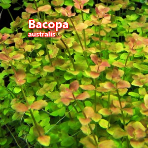 Bacopa australis